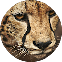 Богдан Толкач